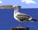 Seagull