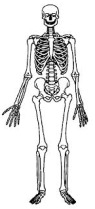 Skeleton