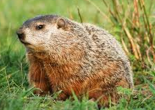 groundhog