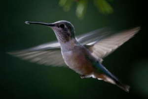 Hummingbirds