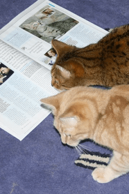 Cat Reading Catalogue