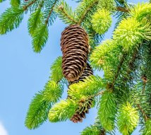 pine-cones-4214573_1280