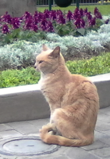 Cat in Park